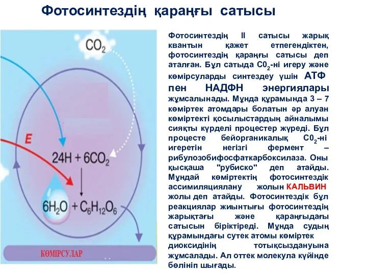 Фотосинтездің II сатысы жарық квантын қажет етпегендіктен, фотосинтездің қараңғы сатысы деп аталған.