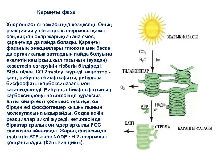 Хлоропласт стромасында кездеседі. Оның реакциясы үшін жарық энергиясы қажет, сондықтан олар жарықта