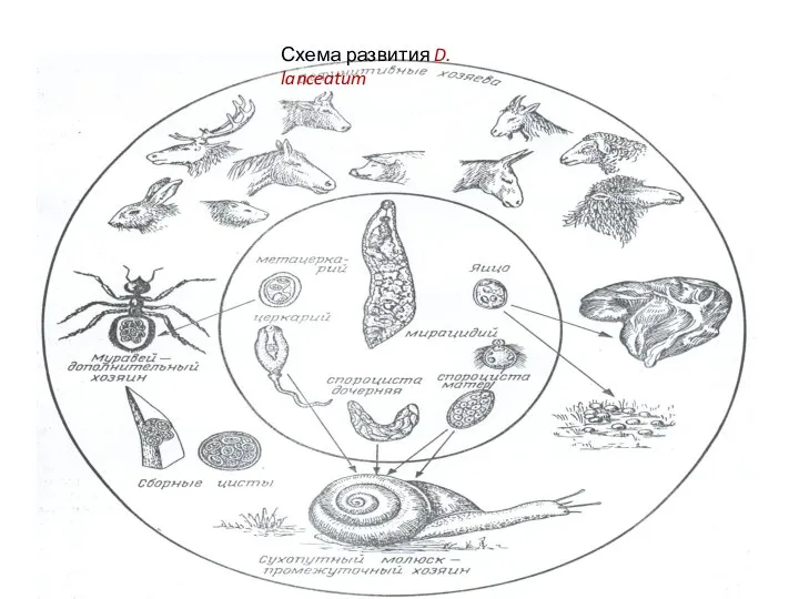 Схема развития D. lanceatum