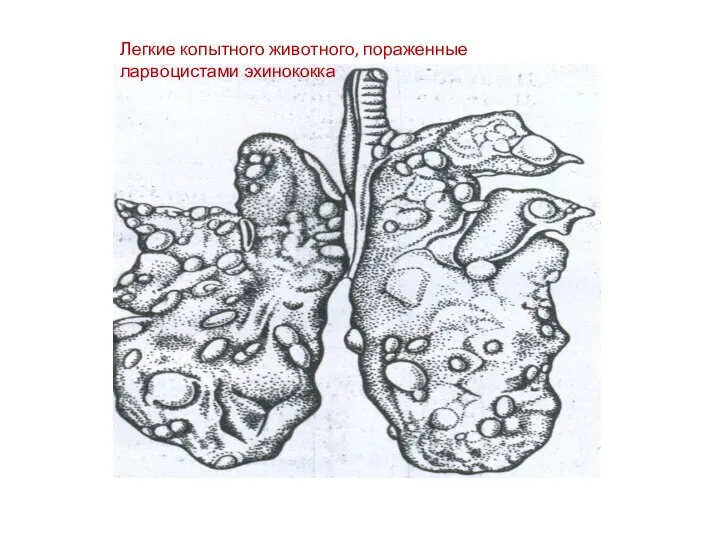 Легкие копытного животного, пораженные ларвоцистами эхинококка