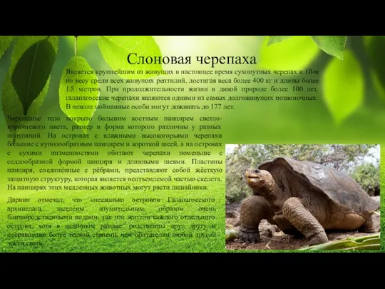 Слоновая черепаха Является крупнейшим из живущих в настоящее время сухопутных черепах и