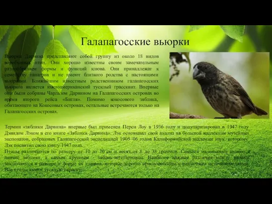 Галапагосские вьюрки Вьюрки Дарвина представляют собой группу из около 18 видов воробьиных