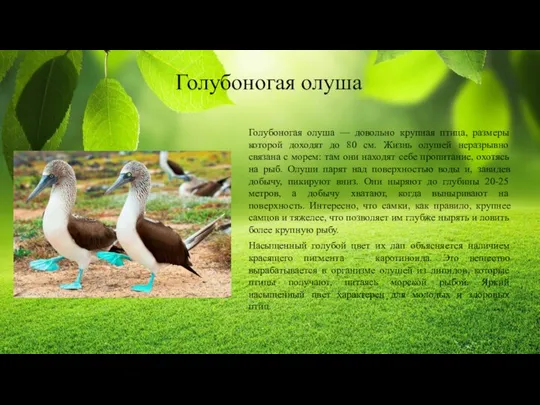 Голубоногая олуша — довольно крупная птица, размеры которой доходят до 80 см.