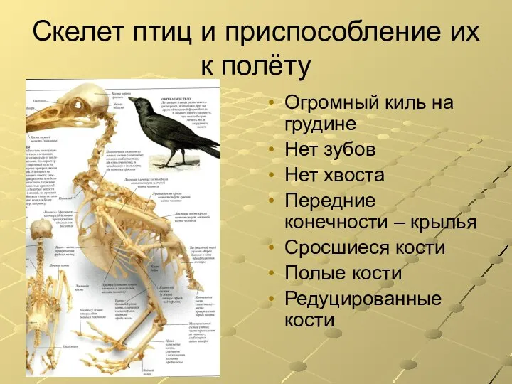 Скелет птиц и приспособление их к полёту Огромный киль на грудине Нет