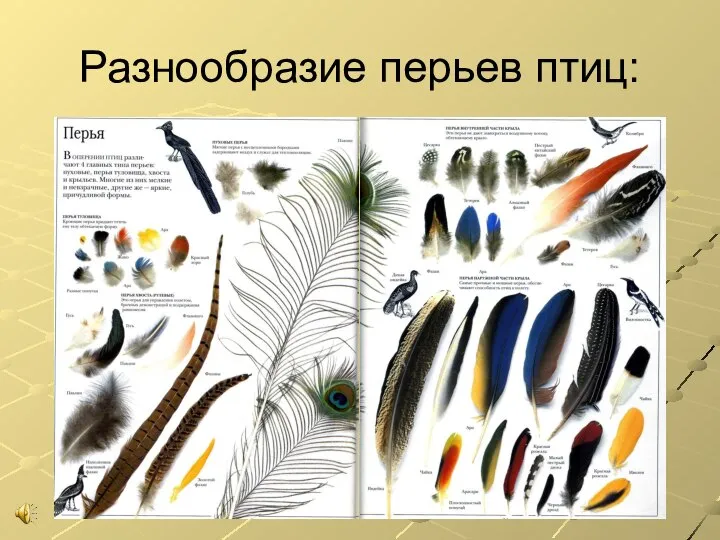 Разнообразие перьев птиц: