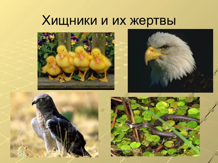 Хищники и их жертвы