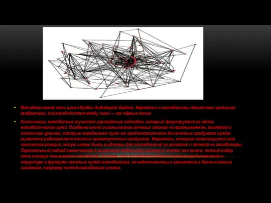 Метаболическая сеть цикла Кребса Arabidopsis thaliana. Ферменты и метаболиты обозначены красными квадратами,