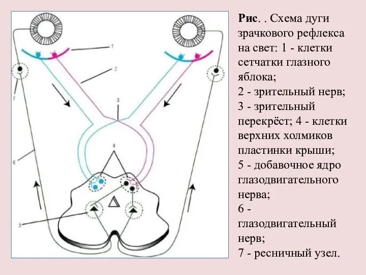 Рис. . Схема дуги зрачкового рефлекса на свет: 1 - клетки сетчатки