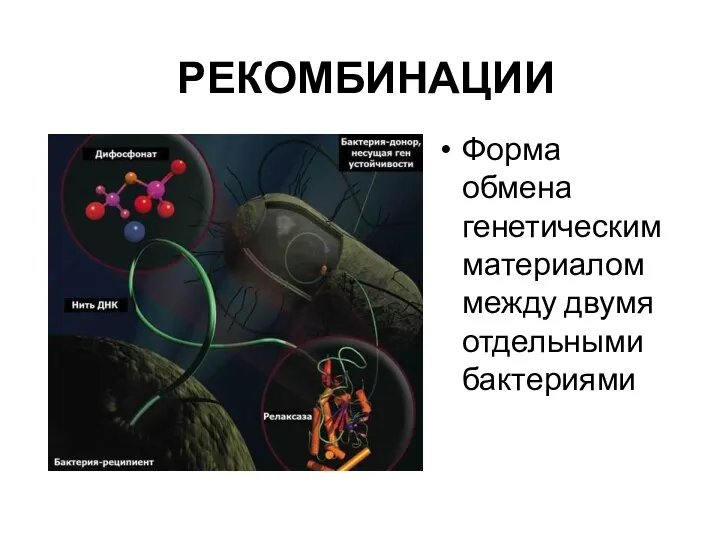 РЕКОМБИНАЦИИ Форма обмена генетическим материалом между двумя отдельными бактериями