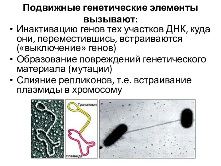 Подвижные генетические элементы вызывают: Инактивацию генов тех участков ДНК, куда они, переместившись,