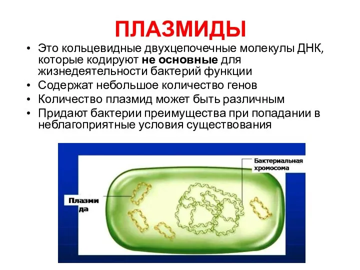 ПЛАЗМИДЫ Это кольцевидные двухцепочечные молекулы ДНК, которые кодируют не основные для жизнедеятельности