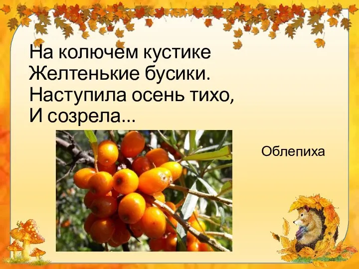 На колючем кустике Желтенькие бусики. Наступила осень тихо, И созрела... Облепиха