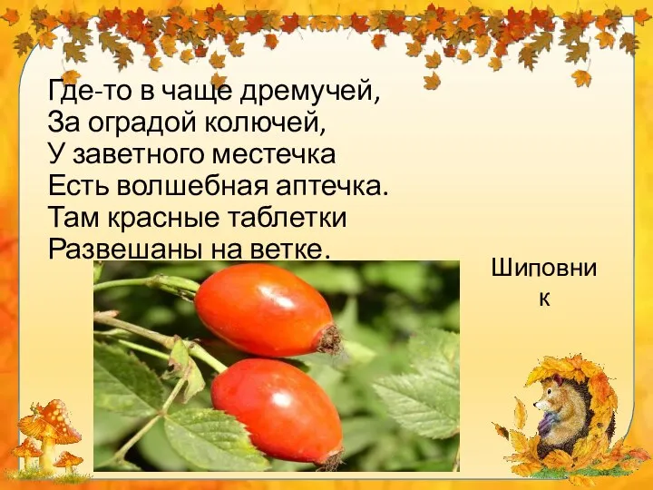 Где-то в чаще дремучей, За оградой колючей, У заветного местечка Есть волшебная