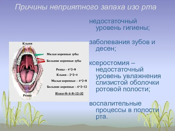 Причины неприятного запаха изо рта недостаточный уровень гигиены; заболевания зубов и десен;