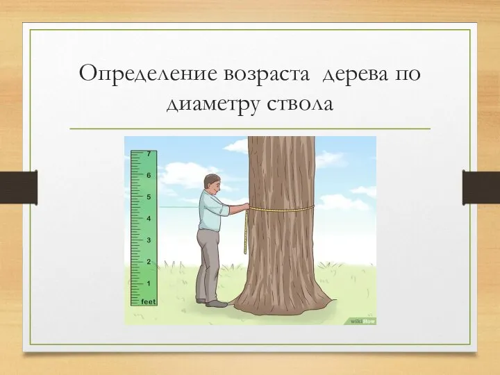 Определение возраста дерева по диаметру ствола