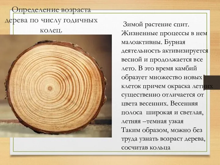 Определение возраста дерева по числу годичных колец. Зимой растение спит. Жизненные процессы