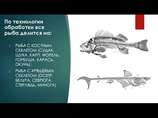 По технологии обработки вся рыба делится на: РЫБА С КОСТНЫМ СКЕЛЕТОМ (СУДАК,