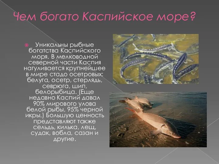 Чем богато Каспийское море? Уникальны рыбные богатства Каспийского моря. В мелководной северной