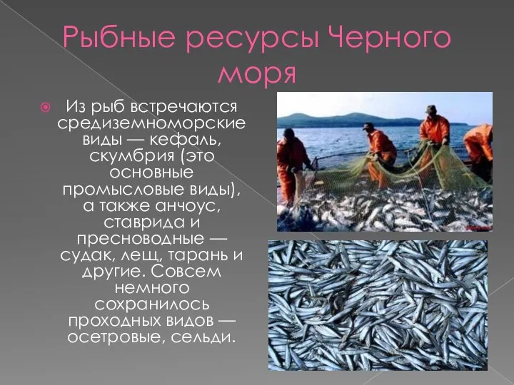 Рыбные ресурсы Черного моря Из рыб встречаются средиземноморские виды — кефаль, скумбрия