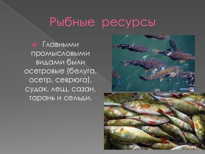 Рыбные ресурсы Главными промысловыми видами были осетровые (белуга, осетр, севрюга), судак, лещ, сазан, тарань и сельди.