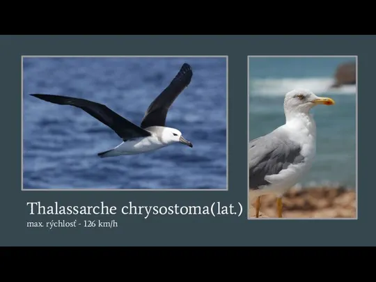 Thalassarche chrysostoma(lat.) max. rýchlosť - 126 km/h