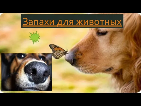 Запахи для животных