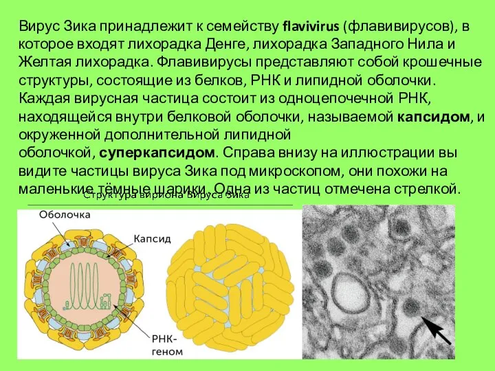 Вирус Зика принадлежит к семейству flavivirus (флавивирусов), в которое входят лихорадка Денге,