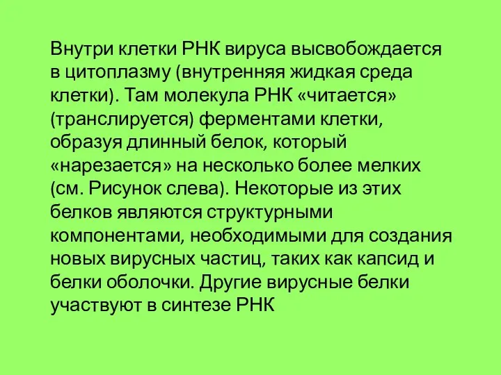 Внутри клетки РНК вируса высвобождается в цитоплазму (внутренняя жидкая среда клетки). Там