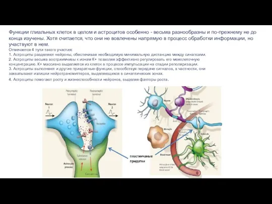 Функции глиальных клеток в целом и астроцитов особенно - весьма разнообразны и