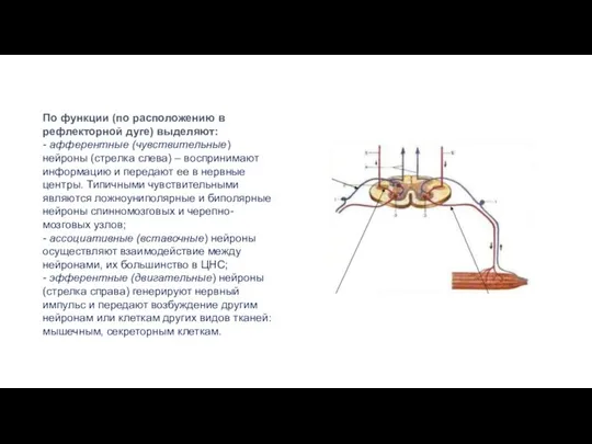 По функции (по расположению в рефлекторной дуге) выделяют: - афферентные (чувствительные) нейроны