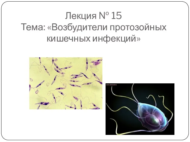 Лекция № 15 Тема: «Возбудители протозойных кишечных инфекций»