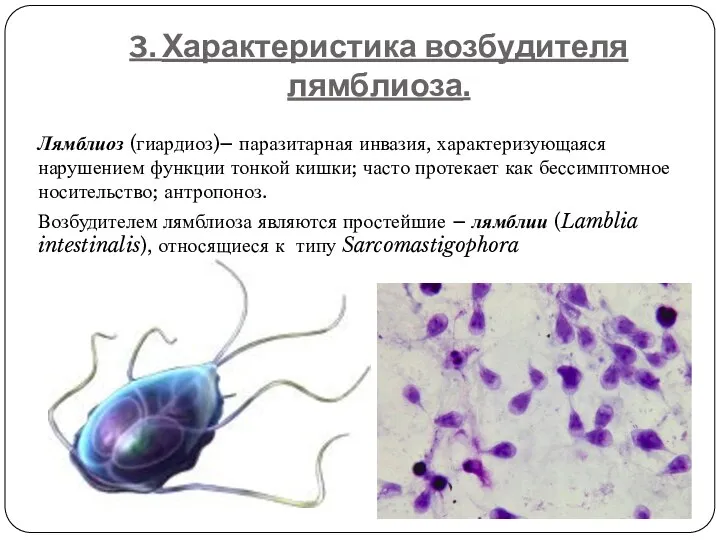 3. Характеристика возбудителя лямблиоза. Лямблиоз (гиардиоз)– паразитарная инвазия, характеризующаяся нарушением функции тонкой