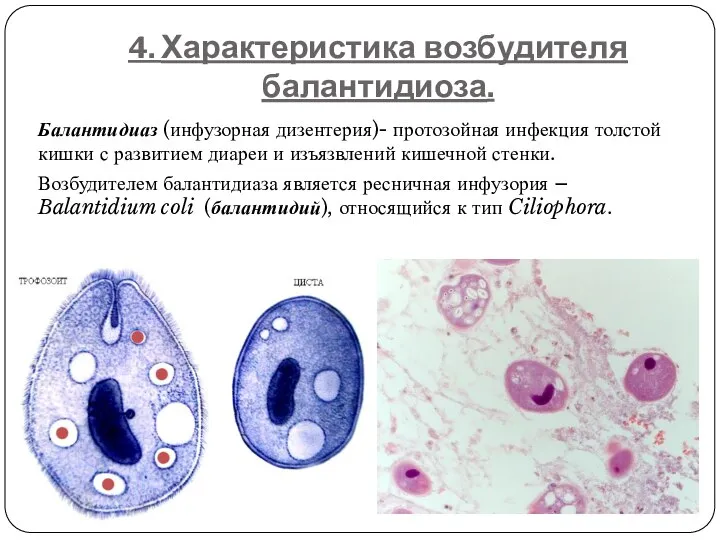 4. Характеристика возбудителя балантидиоза. Балантидиаз (инфузорная дизентерия)- протозойная инфекция толстой кишки с