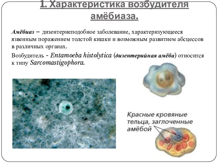 1. Характеристика возбудителя амёбиаза. Амёбиаз – дизентериеподобное заболевание, характеризующееся язвенным поражением толстой