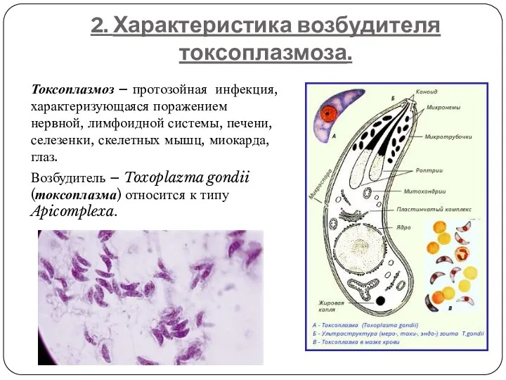 2. Характеристика возбудителя токсоплазмоза. Токсоплазмоз – протозойная инфекция, характеризующаяся поражением нервной, лимфоидной