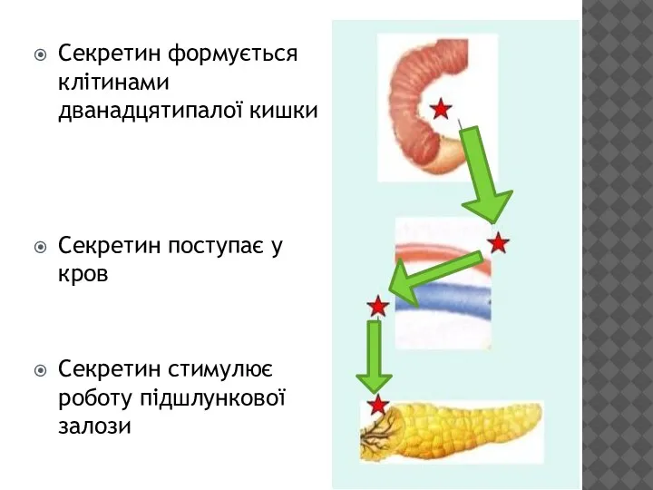 Секретин формується клітинами дванадцятипалої кишки Секретин поступає у кров Секретин стимулює роботу підшлункової залози