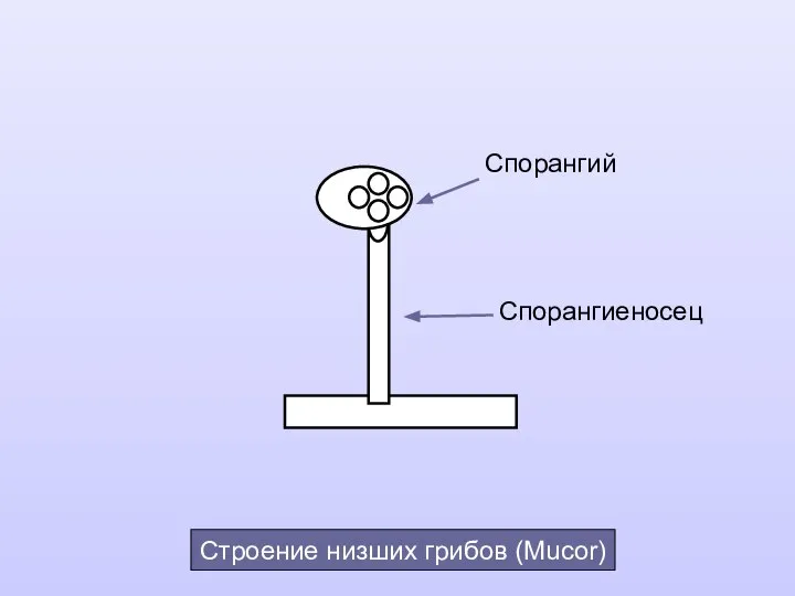 Спорангий Спорангиеносец Строение низших грибов (Mucor)