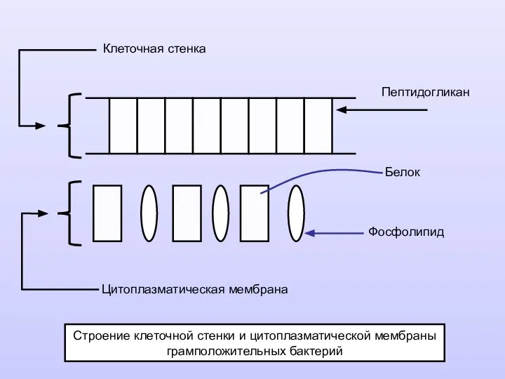 Строение клеточной стенки и цитоплазматической мембраны грамположительных бактерий Клеточная стенка Пептидогликан Белок Фосфолипид Цитоплазматическая мембрана