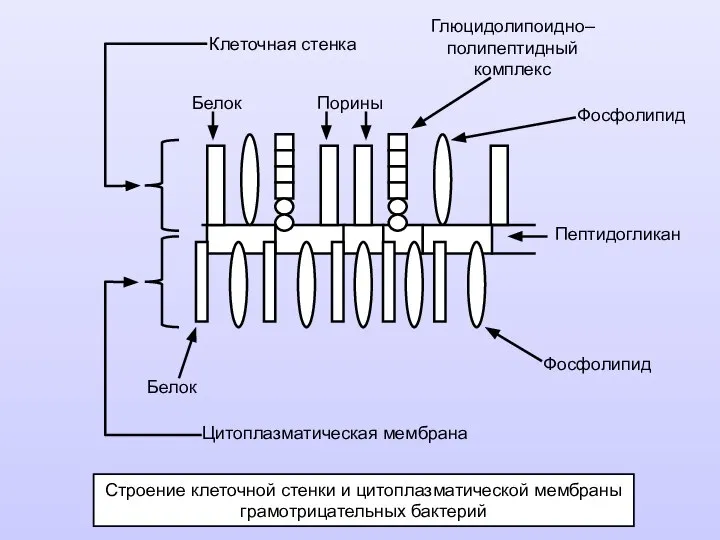 Строение клеточной стенки и цитоплазматической мембраны грамотрицательных бактерий Клеточная стенка Пептидогликан Белок