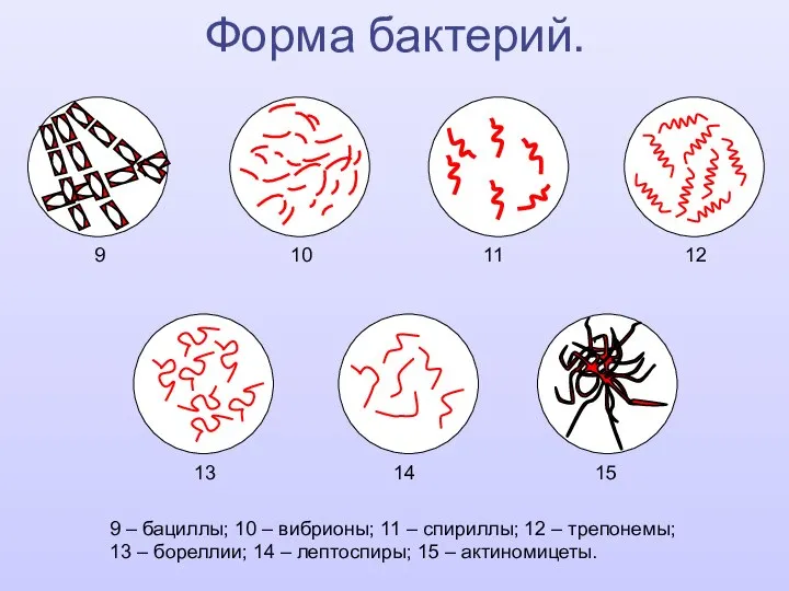 Форма бактерий. 9 10 11 12 13 14 15 9 – бациллы;