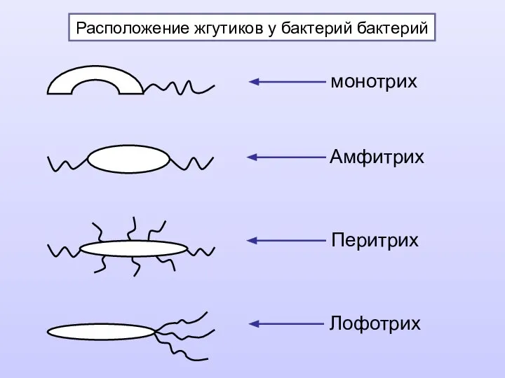 Расположение жгутиков у бактерий бактерий монотрих Амфитрих Перитрих Лофотрих