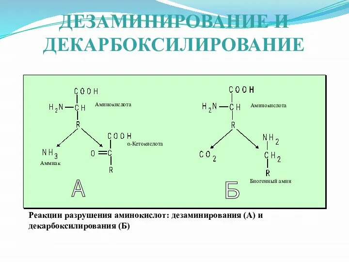 ДЕЗАМИНИРОВАНИЕ И ДЕКАРБОКСИЛИРОВАНИЕ