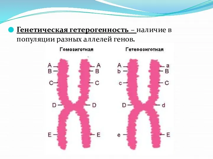 Генетическая гетерогенность – наличие в популяции разных аллелей генов.