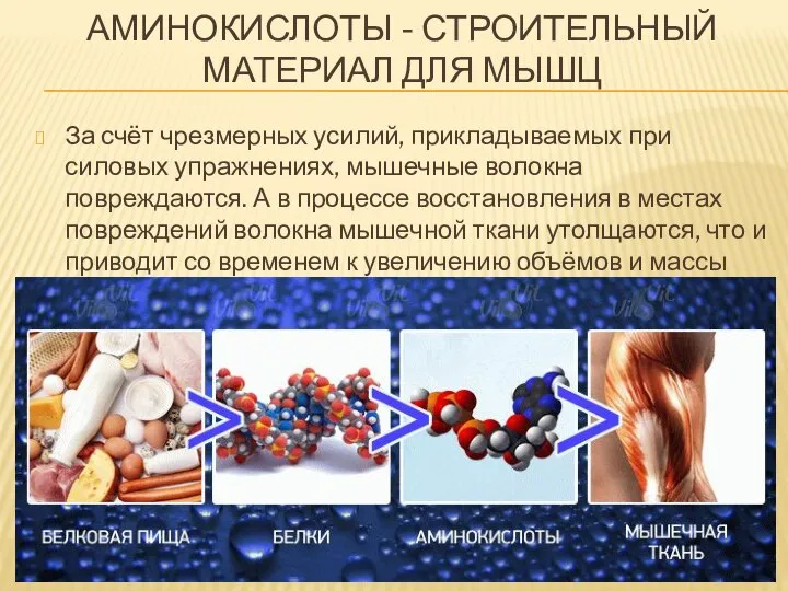 АМИНОКИСЛОТЫ - СТРОИТЕЛЬНЫЙ МАТЕРИАЛ ДЛЯ МЫШЦ За счёт чрезмерных усилий, прикладываемых при