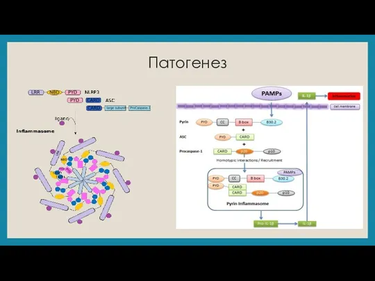 Патогенез