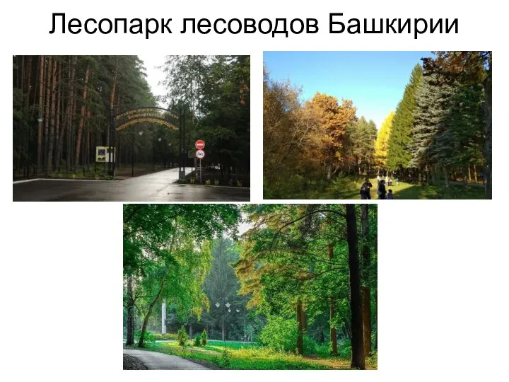 Лесопарк лесоводов Башкирии