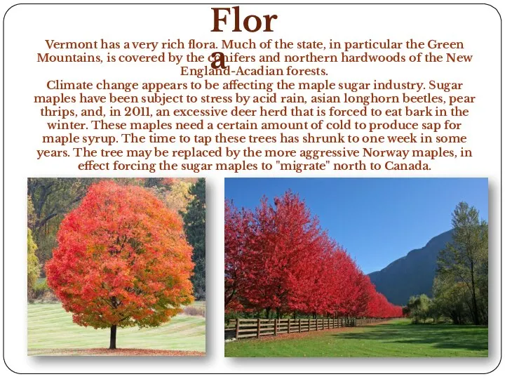 Vermont has a very rich flora. Much of the state, in particular