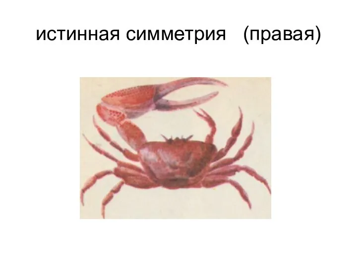 истинная симметрия (правая)