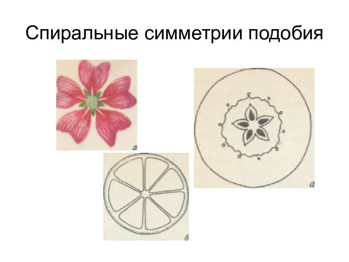 Спиральные симметрии подобия