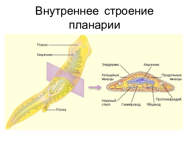 Внутреннее строение планарии